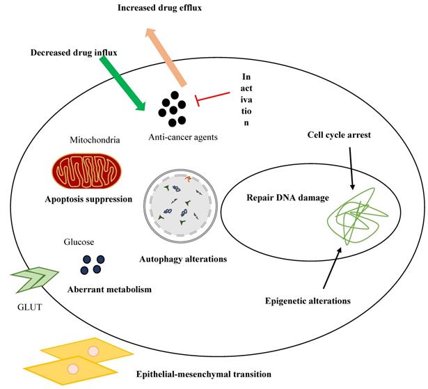 Int J Med Sci Image