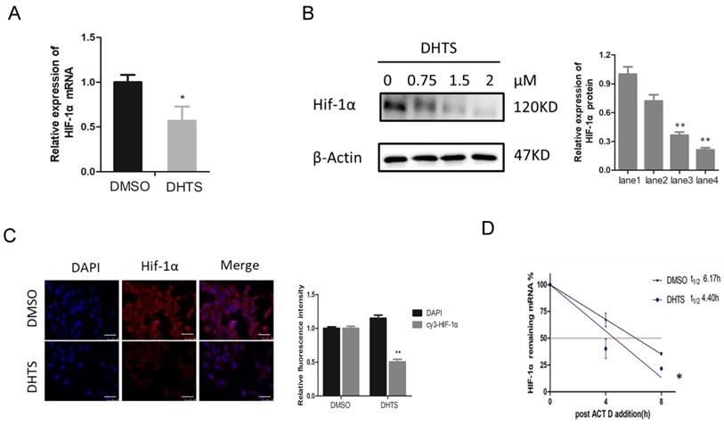 Int J Med Sci Image