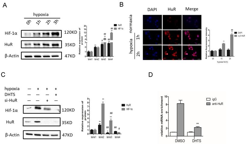 Int J Med Sci Image