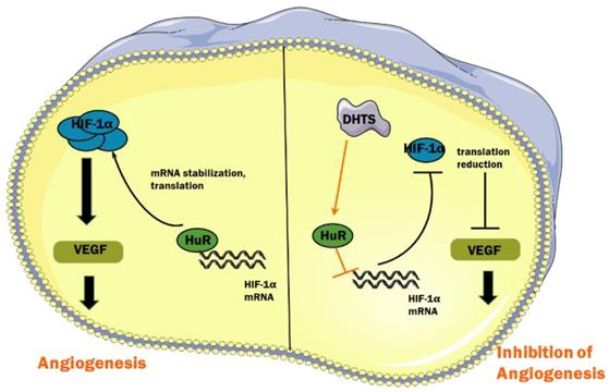 Int J Med Sci Image