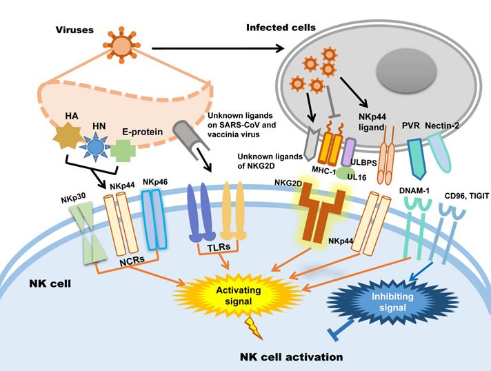 Int J Med Sci Image