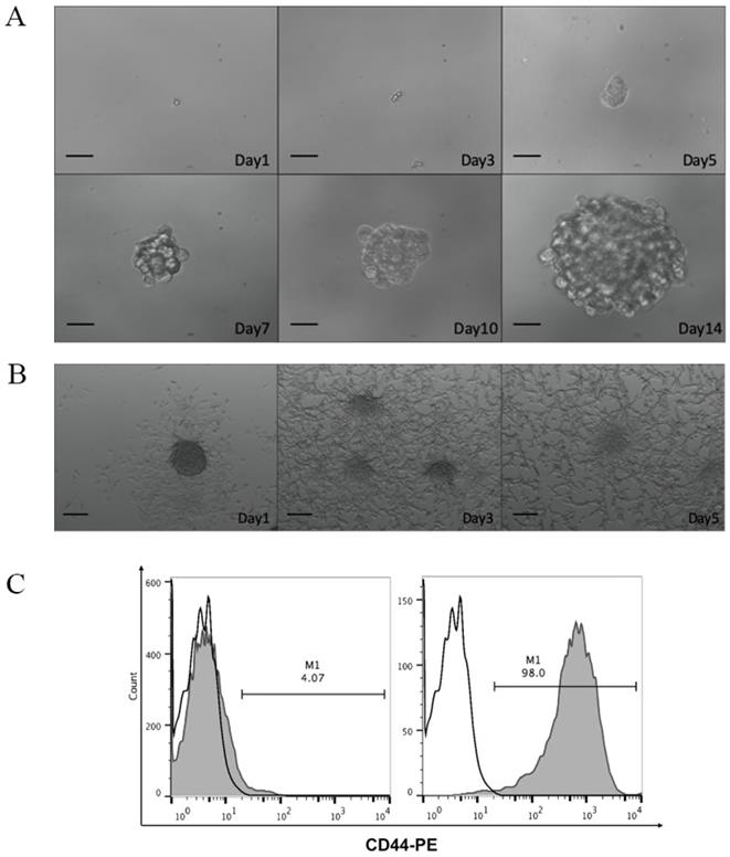 Int J Med Sci Image