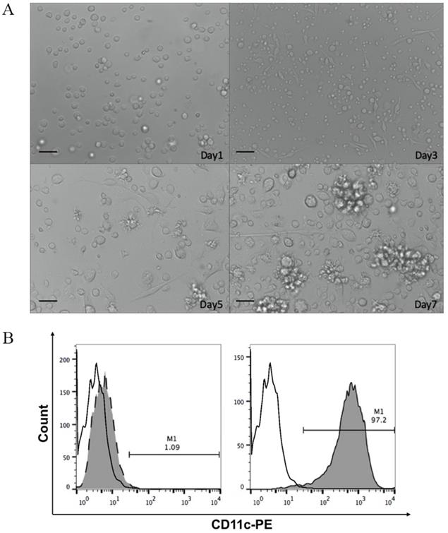 Int J Med Sci Image