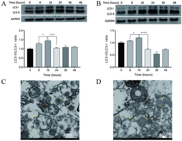 Int J Med Sci Image