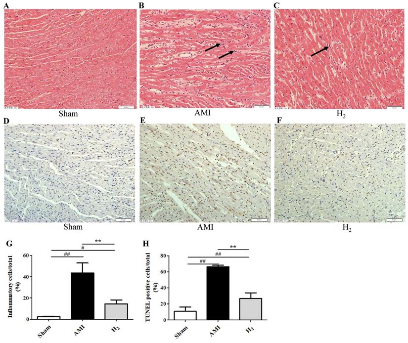 Int J Med Sci Image