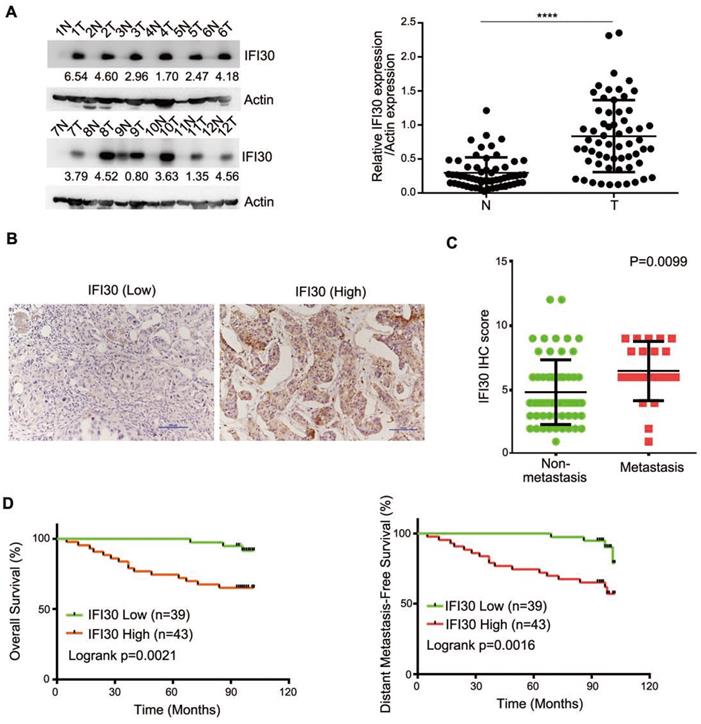 Int J Med Sci Image