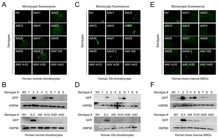 Int J Med Sci Image