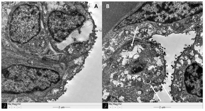 Int J Med Sci Image