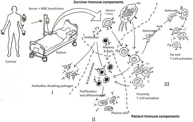 Int J Med Sci Image