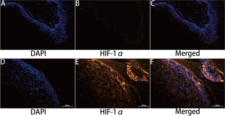 Int J Med Sci Image