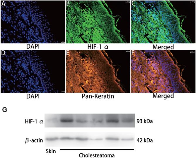 Int J Med Sci Image