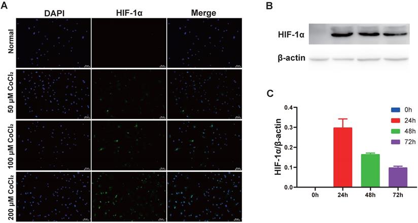 Int J Med Sci Image