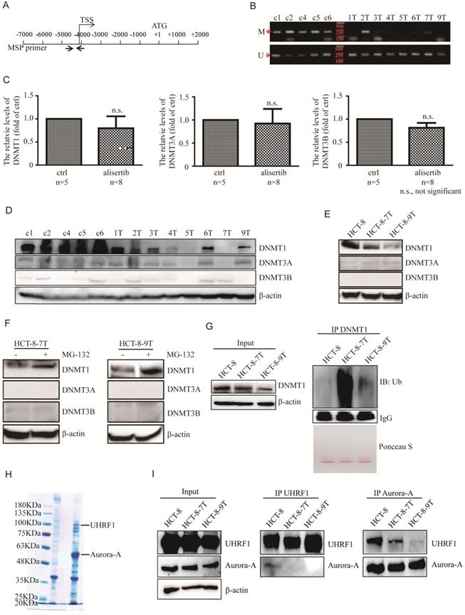 Int J Med Sci Image