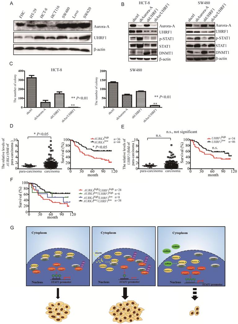 Int J Med Sci Image