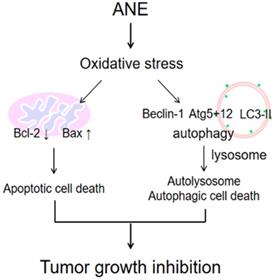 Int J Med Sci Image