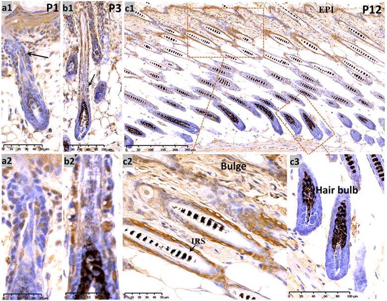 Int J Med Sci Image