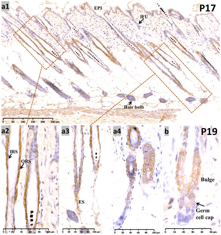 Int J Med Sci Image