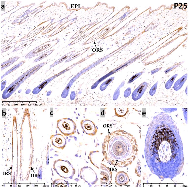 Int J Med Sci Image