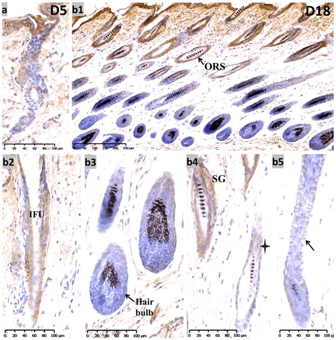 Int J Med Sci Image