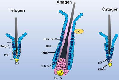 Int J Med Sci Image