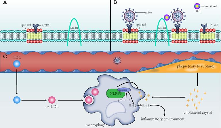 Int J Med Sci Image