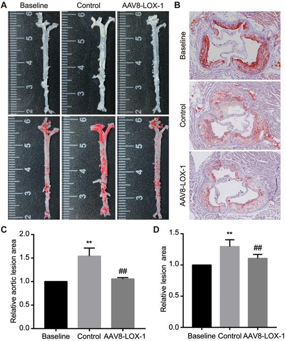 Int J Med Sci Image