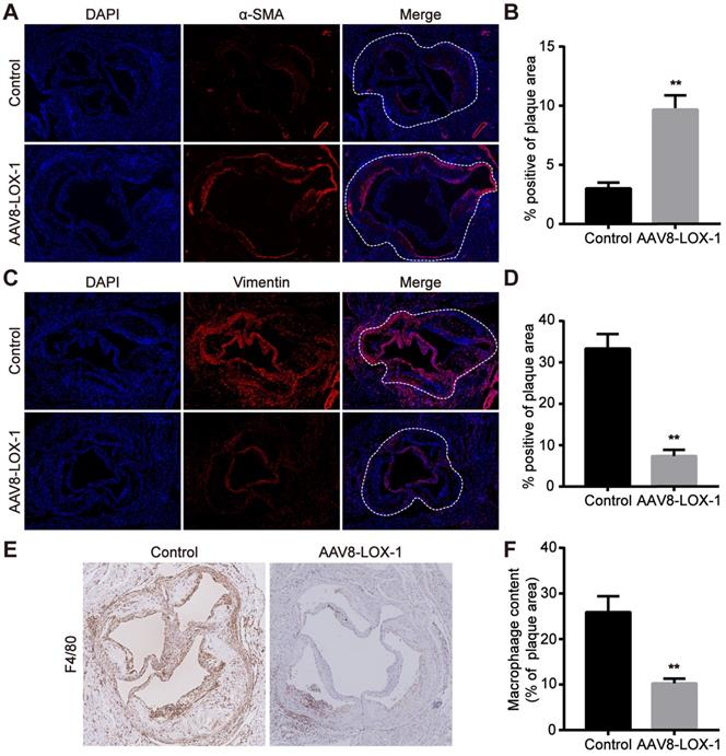 Int J Med Sci Image