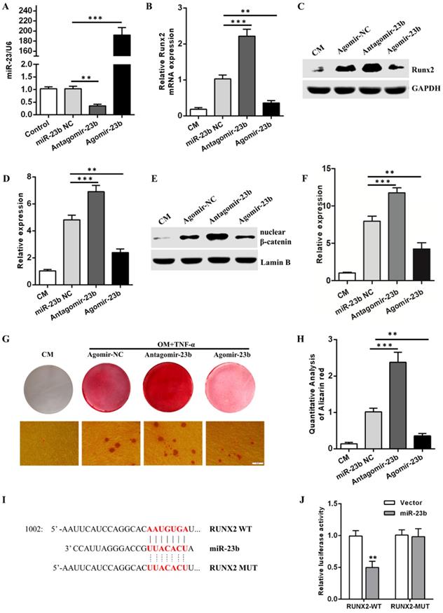 Int J Med Sci Image