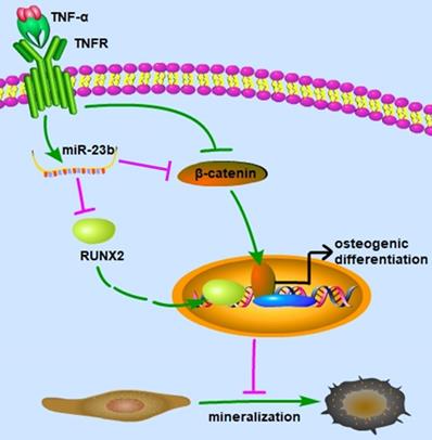 Int J Med Sci Image