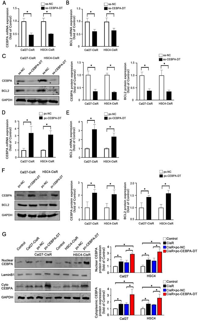 Int J Med Sci Image