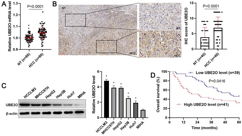 Int J Med Sci Image