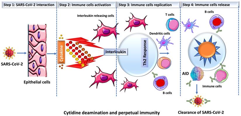 Int J Med Sci Image