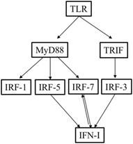 Int J Med Sci Image