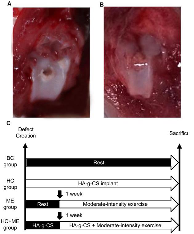 Int J Med Sci Image