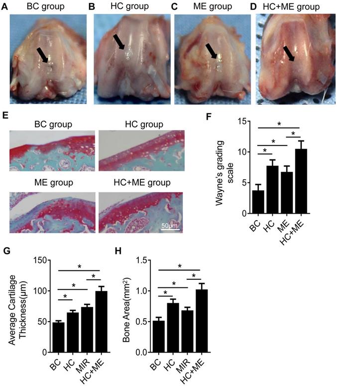 Int J Med Sci Image