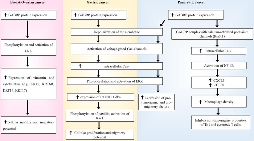 Int J Med Sci Image