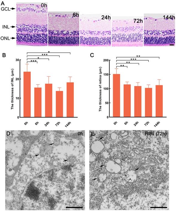 Int J Med Sci Image