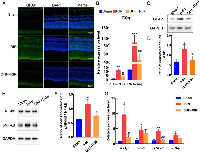 Int J Med Sci Image