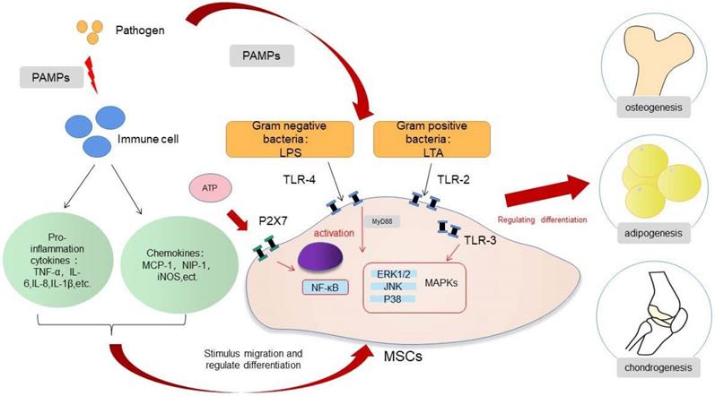 Int J Med Sci Image