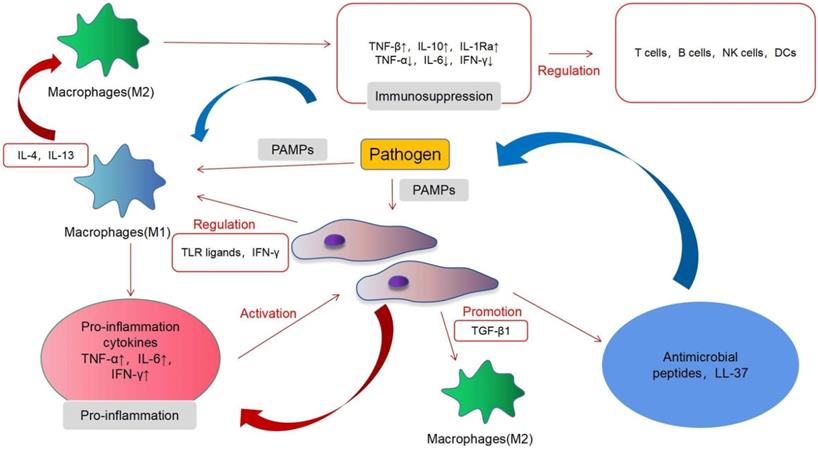 Int J Med Sci Image