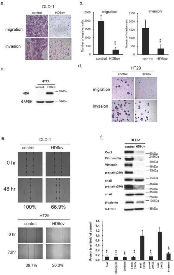 Int J Med Sci Image