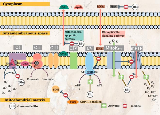 Int J Med Sci Image