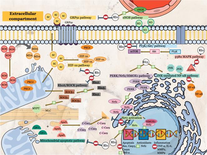 Int J Med Sci Image