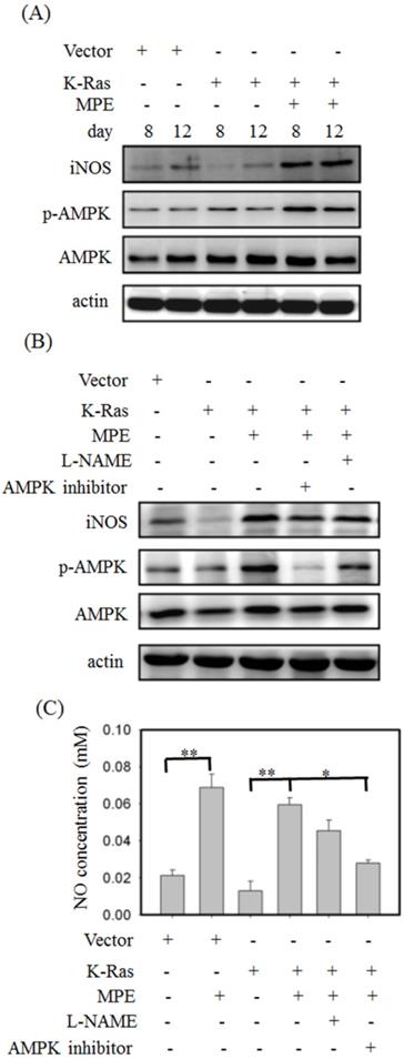 Int J Med Sci Image