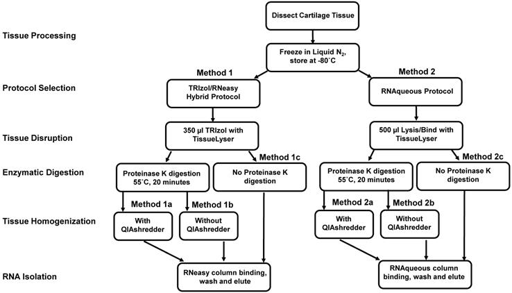 Int J Med Sci Image