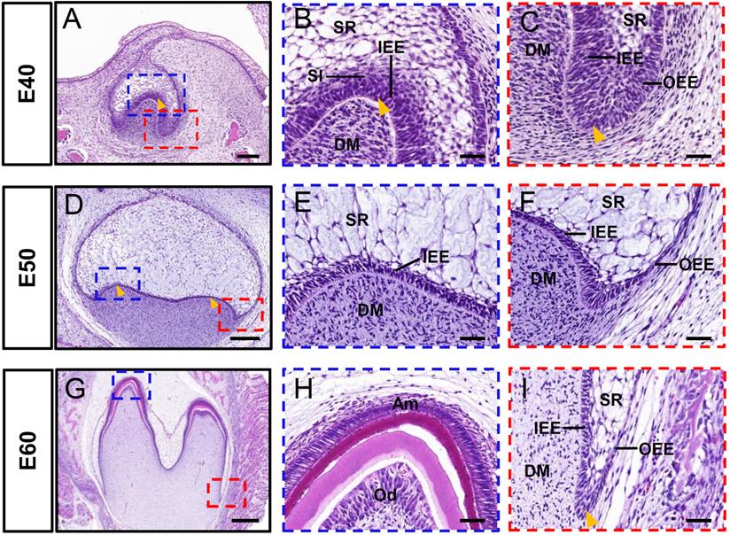 Int J Med Sci Image