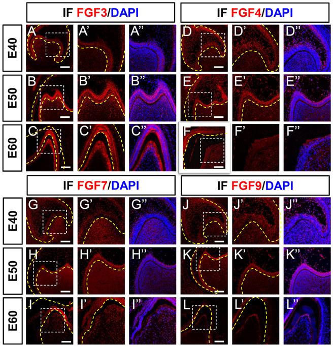 Int J Med Sci Image