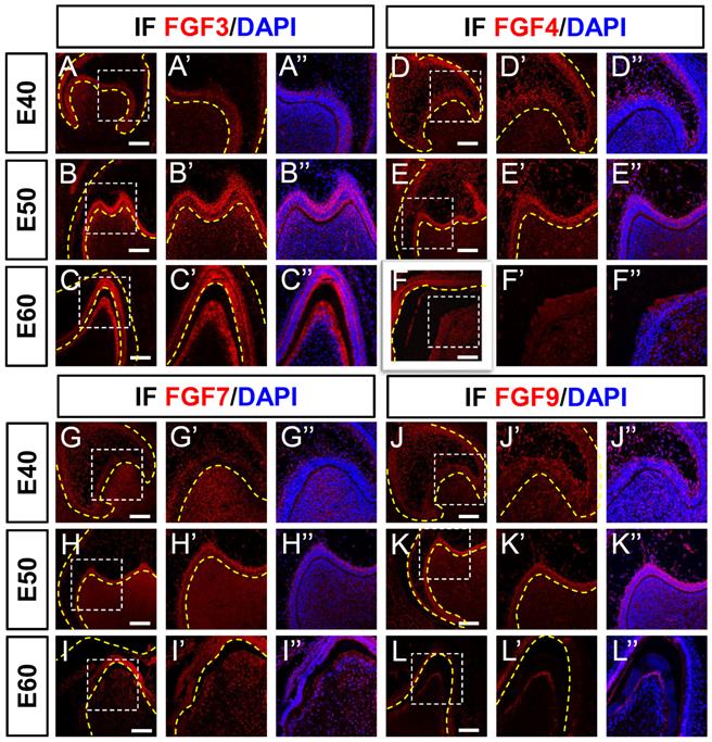 Int J Med Sci Image