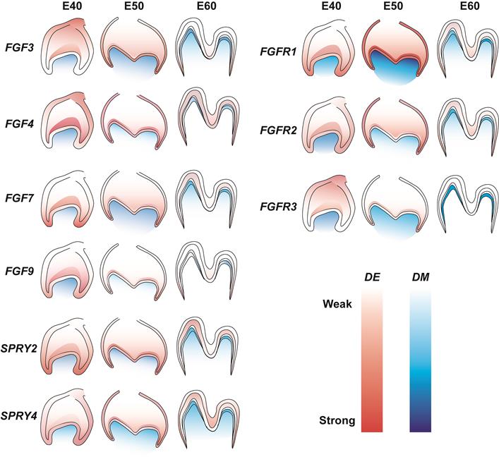 Int J Med Sci Image