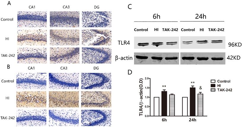 Int J Med Sci Image